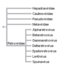 taxon links