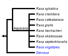 taxon links