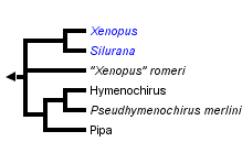 taxon links