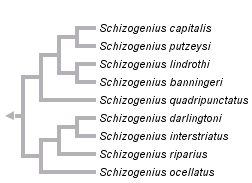 taxon links