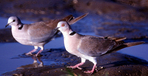 African mourning dove (Streptopelia decipiens), Serengeti