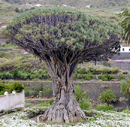 Dragon tree, Dracaena draco