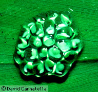 Hyalinobatrachium fleischmanni eggs