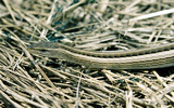 Legless lizard