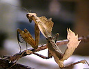 Deroplatys desiccata