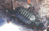 single green-striped chiton on rock