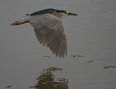 black crowned night heron in flight