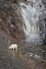 browsing dall sheep