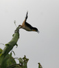 black donacobius lifting off