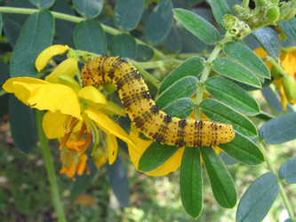 Phoebis philea larva last instar