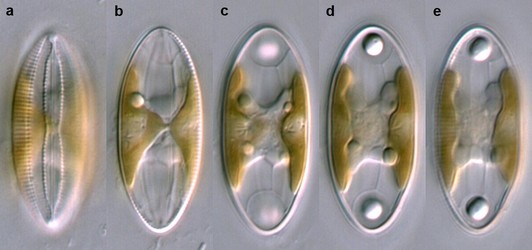 Rossia cell