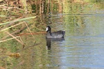 american coot